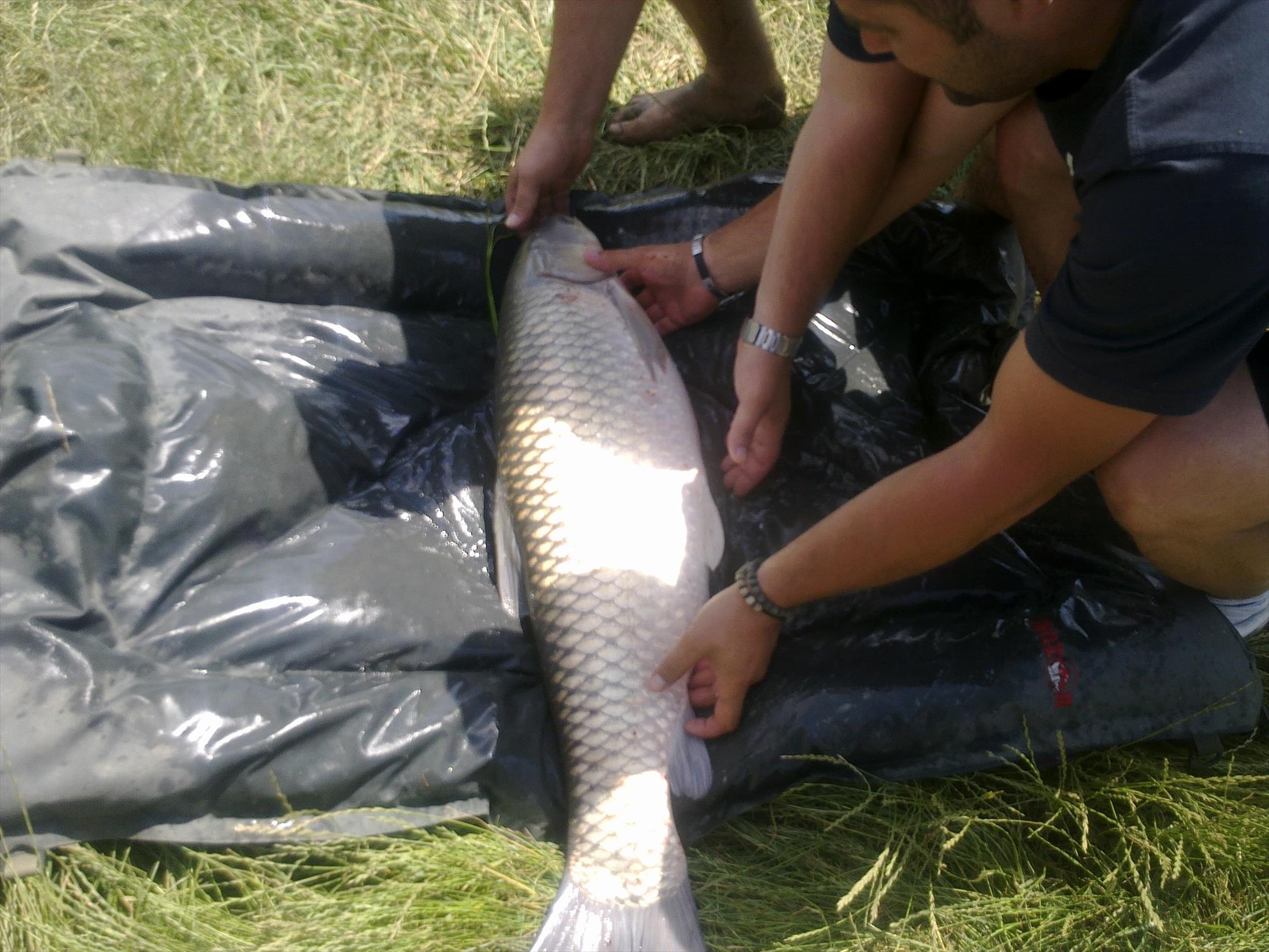 Moara Vlasiei - 26062011145.jpg